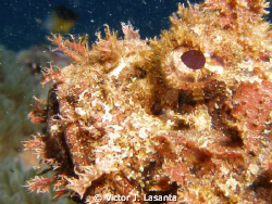 close look to spotted scorpionfish at crash boat dive sit... by Victor J. Lasanta 
